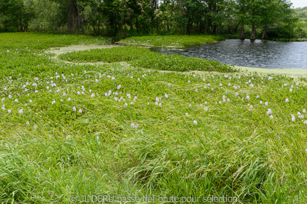 Brazos Bend State Park, TX, USA